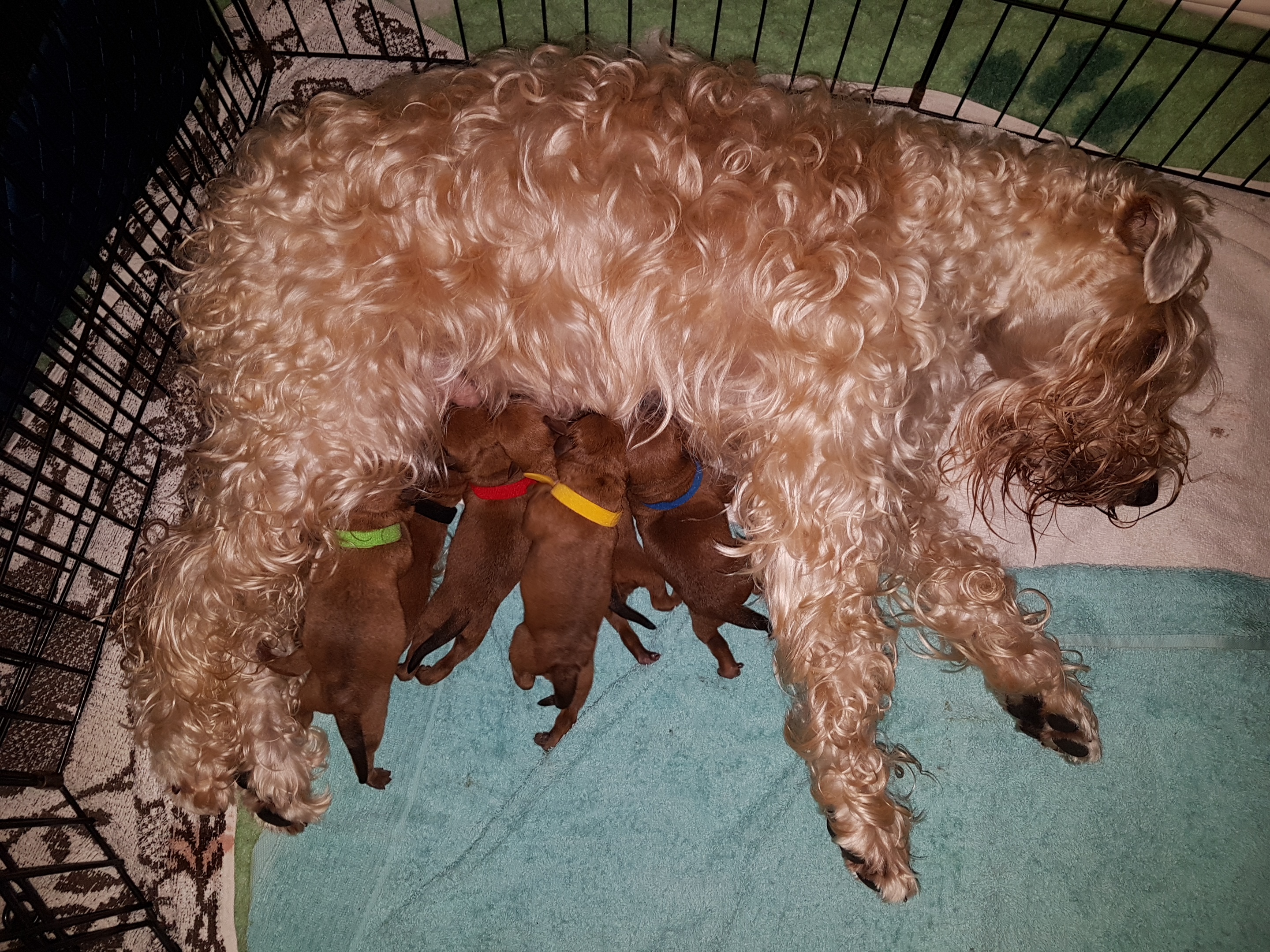 B litter / leglo B: 6 males + 1 female / 6 samčlkov + 1 samička